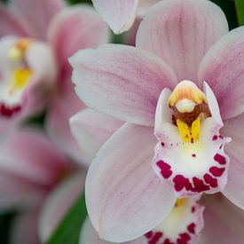 Orchidee von Ineke Wildeboer