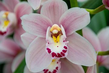Orchid by Ineke Wildeboer