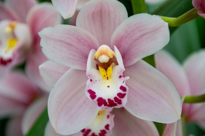 Orchidee von Ineke Wildeboer