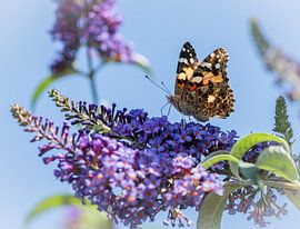 Painted lady on butterfly bush by Ingrid Aanen