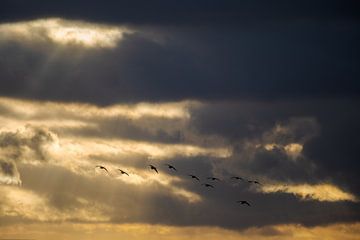 Silhouette of flying flock of geese against dramatic dky with storm clouds and golden sunrays by Robert Ruidl