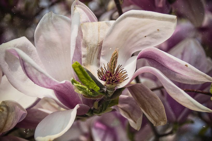 Magnolia - Becoming and passing away by Christine Nöhmeier