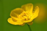 Gele bloem par Frank de Ridder Aperçu