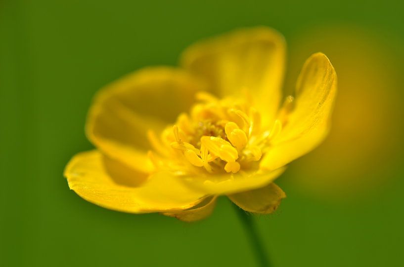 Gele bloem par Frank de Ridder