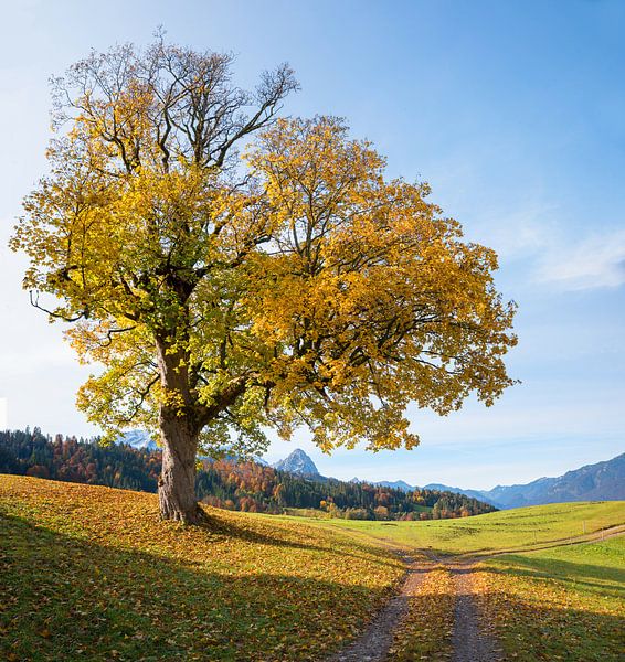 big old maple tree with autumnal colored leaves by SusaZoom