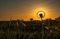 Paardenbloem in de avondzon van piet douma thumbnail