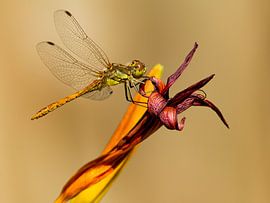 Lauernd von Rob 't Hoen