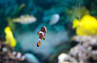 Tropische Fische von Kim Leen Miniaturansicht