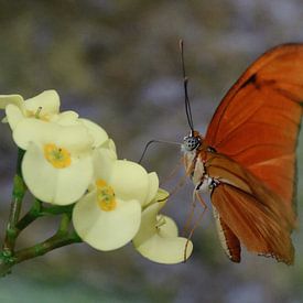 Papillon sur Paula van der Horst