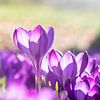 Crocus au soleil sur Catrin Grabowski