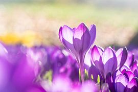 Crocuses in the sunlight by Catrin Grabowski