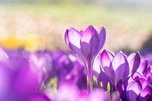 Krokusse im Sonnenlicht