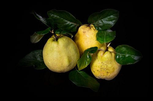 coings sur Simone Karis