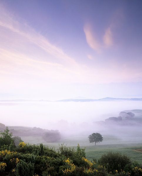 Einzelner Baum im Frühnebel bei Sonnenaufgang, Toskana, Italien von Markus Lange