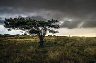 Het Noord Hollands duingebied von Klaas Fidom Miniaturansicht