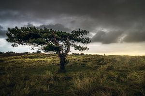 Het Noord Hollands duingebied sur Klaas Fidom