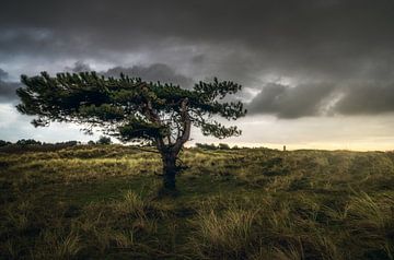 Het Noord Hollands duingebied