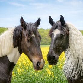 Barock Pinto Horses face to face by Katho Menden