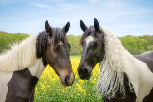 Barock Pinto Horses face to face by Katho Menden