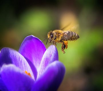 Bij die naar een paarse krokusbloem vliegt