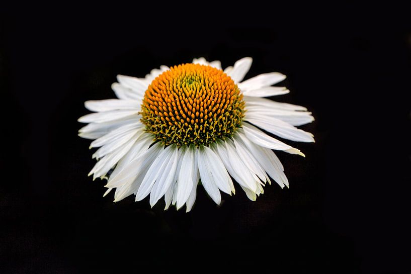 zonnehoed by kees wolthoorn