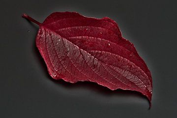 Blad van een kornoelje in een mooie rode herfstkleur van Gea van der Veen-Smedeman