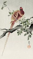 Copper pheasant (1900 - 1930) by Ohara Koson