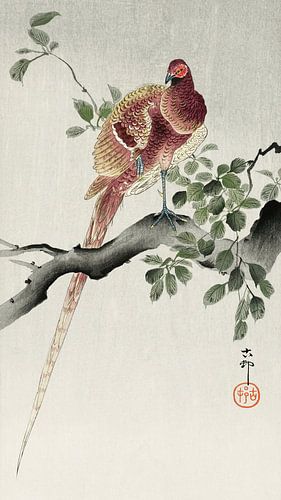 Copper pheasant (1900 - 1930) by Ohara Koson