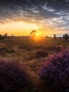 Paarse Heide Met Zonsopkomst Loonse en Drunense Duinen van Zwoele Plaatjes