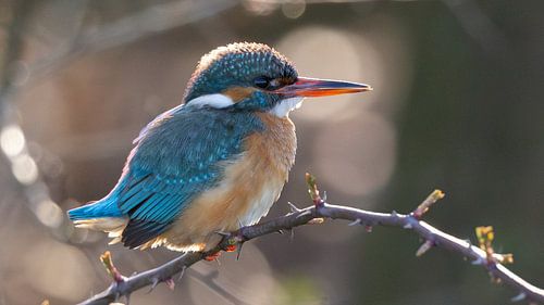 Der Eisvogel im ersten Sonnenlicht