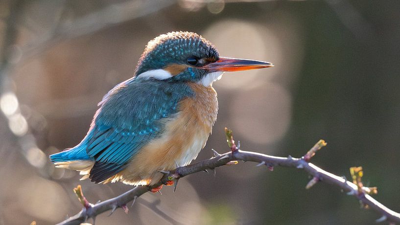 Der Eisvogel im ersten Sonnenlicht von Hajar Bakali