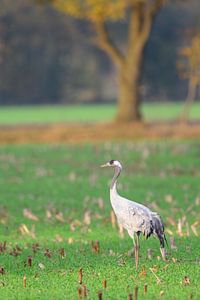Kranichvogel beim Ausruhen und Füttern auf einem Feld während des Herbstzuges