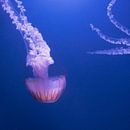 Ornamental jellyfish by Greetje van Son thumbnail