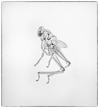 L'insecte dans toute sa transparence