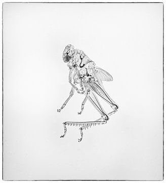 Het insect in al zijn transparantie