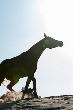 Arabier op zandvlakte