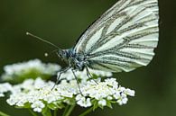 Weiße Blume mit Schmetterling von Fokko Erhart Miniaturansicht