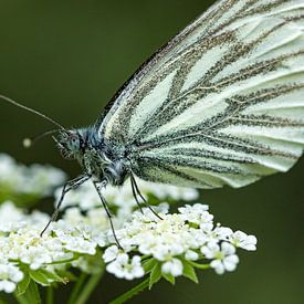 Witte bloem met vlinder van Fokko Erhart
