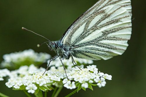 White flower with butterfly