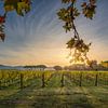 Goldener Herbstsonnenaufgang über den Weinbergen von Bolgheri von Stefano Orazzini