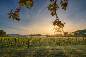 Goldener Herbstsonnenaufgang über den Weinbergen von Bolgheri