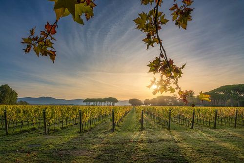 Lever de soleil doré d'automne sur les vignobles de Bolgheri sur Stefano Orazzini