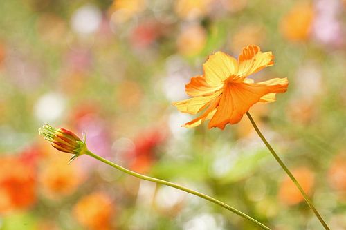 Beautiful yellow flower in a large sunlit field