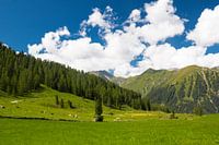 green lawn