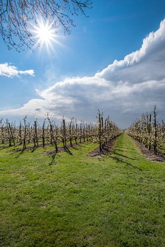 Zonnige fruitboomgaard in de Betuwe