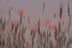 Coquelicots parmi les roseaux