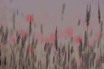 Poppies among the reeds by natascha verbij