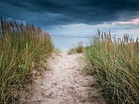 Sandy path through the dunes
