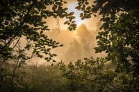 morning glow