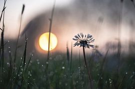 pluisje in de ochtenddauw van Tania Perneel